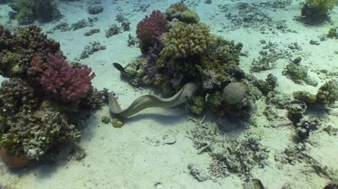 Moray on Coral Reef Stock Footage 24257639