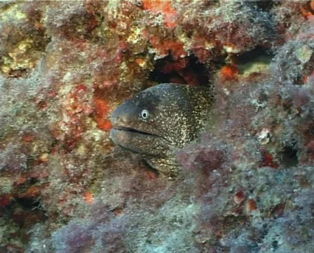 Moray (D092) 動画素材 150146