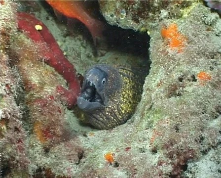 Moray (D180) 動画素材 150496