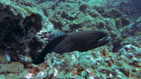 Moray Eel 1 Stock Footage 82649263