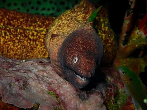 Moray eel 1 Stock Photos