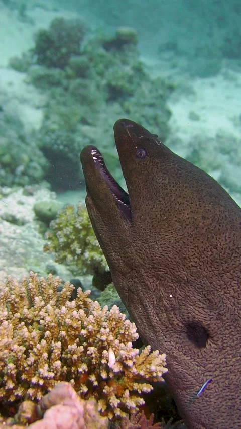Moray Eel-2 Stock Footage 225434763