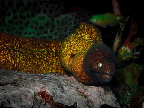 Moray eel 2 Stock Photos