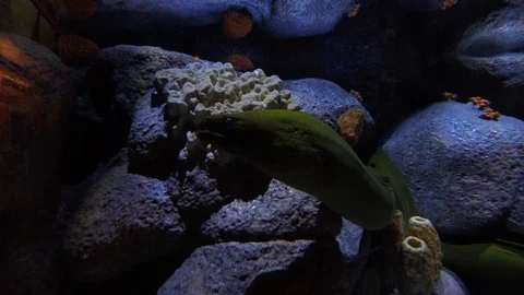 Moray Eel, 4K Stock Footage 88640793