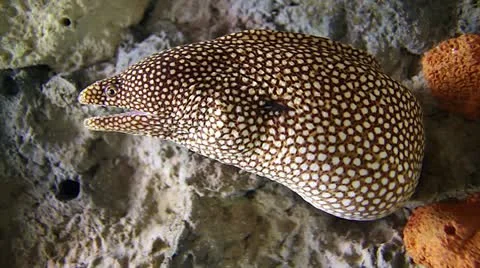 Moray Eel Ambushing Prey Stock Footage 11081761