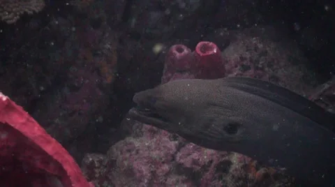 Moray eel and barrel sponge Stock Footage 33110125