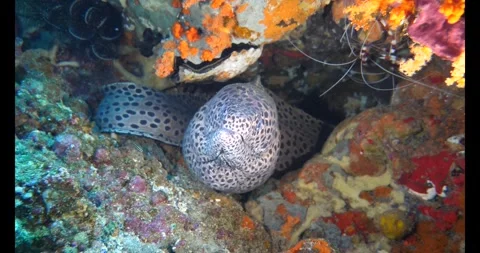 Moray eel and boxer shrimp share same coral crevice Stock-Footage 327545635