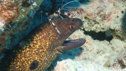 Moray eel and cleaner schrimp Stock Footage 115130250