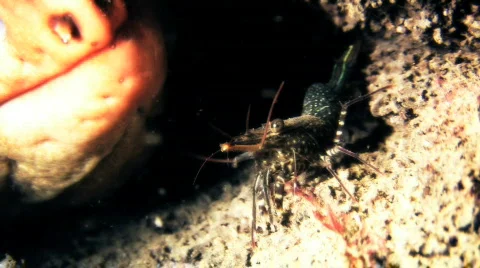Moray Eel and Cleaner Shrimp HD Stock Footage 475233
