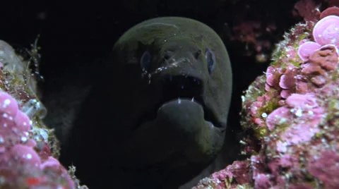 Moray eel and cleaning shrimp Video stock 42987622