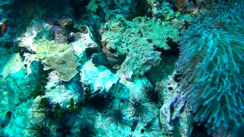 Moray eel and coral reef in the sea Video stock 246787224