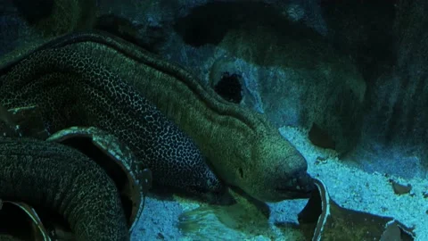 Moray eel in the aquarium close-up Stock Footage 158170363
