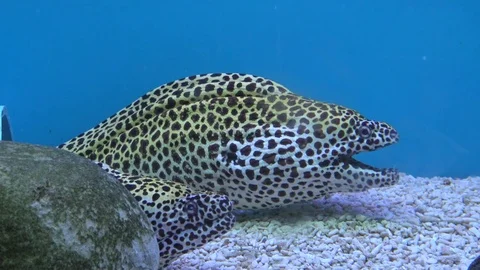 Moray eel in aquarium. Stock Footage 71640839