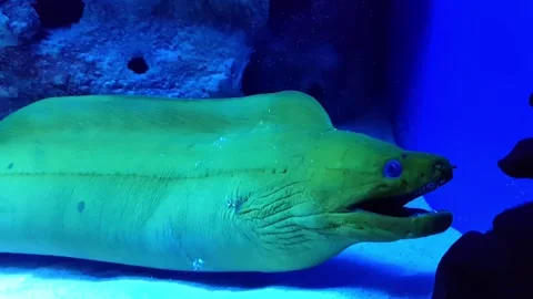 Moray eel in the aquarium Stock Footage 167274194