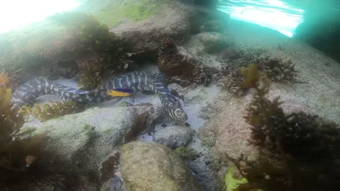 Moray eel at Atalaia beach. Natural swimming pool in Fernando de Noronha Stock Footage 172115583