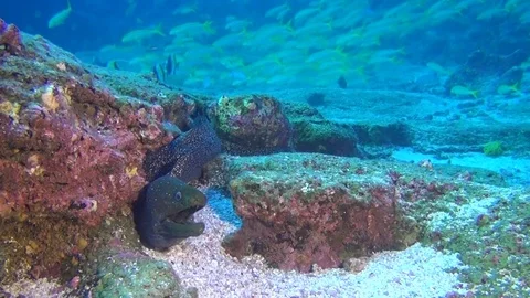Moray eel on background of school of fish underwater in deep sea of Galapagos. Stock Footage
