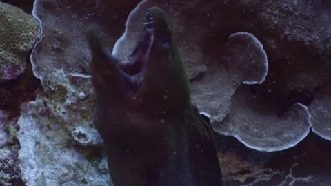 Moray eel behaving frantic in Coral reef, Palau 스톡 동영상 334134515