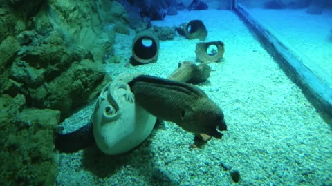 Moray eel in big aquarium, underwater predator Stock Footage 313167113