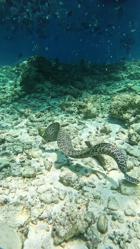 Moray eel at the bottom of the Indian Ocean Stock Footage 286944236