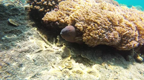 Moray eel at the bottom of the ocean 스톡 동영상 52311887