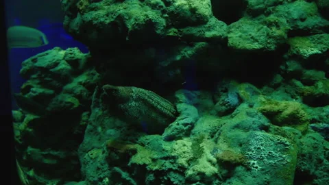 Moray eel, breathe into a rock wall Stock Footage 139257676