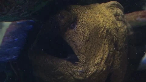 Moray eel breathing Stock Footage 58513417