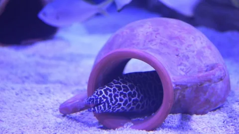 A Moray Eel is camouflaged in a ceramic pot inside an aquarium illuminated by Stock Footage 277781388
