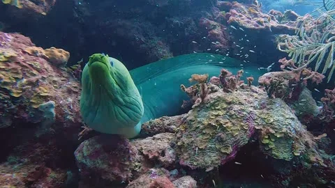 Moray Eel chilling in mexico's reef Vídeos de archivo 248775364