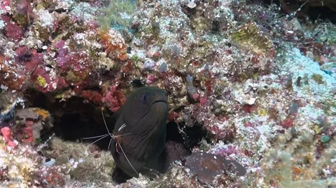 Moray eel with a cleaner shrimp Stock Footage 51399308