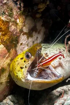 Moray eel with cleaner shrimp Stock Photos