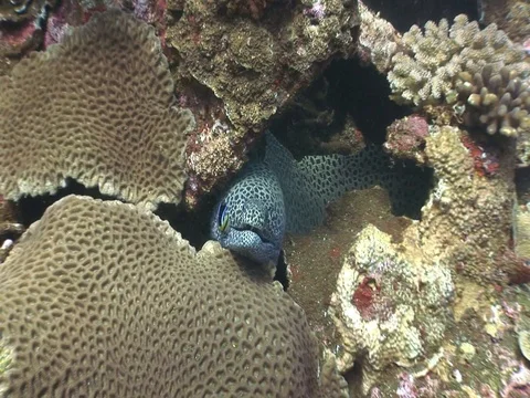Moray Eel with Cleaner wrasse Stock Footage 98464860