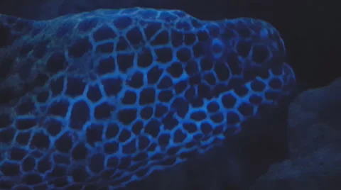 Moray Eel Close Up Head Stock-Footage 64959035