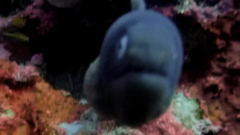 Moray Eel Close Up Looking Dangerous &amp; Angry On Colorful Coral Reef Phillippines Stock Footage 113749683