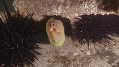 Moray Eel coming out Stock Footage 229818563