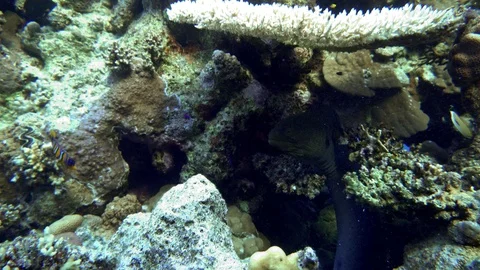 Moray eel, Coral reef and beautiful fish. Stock Footage 116245580