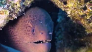 Moray Eel In Coral Reef. Close Up Shot. Maldives. Stock Footage