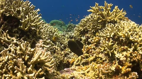 Moray Eel on a coral reef Stock Footage 51590085