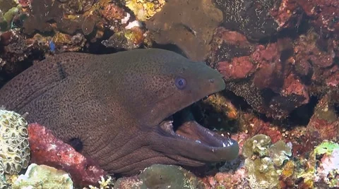 Moray Eel on a coral reef Stock Footage 51590497