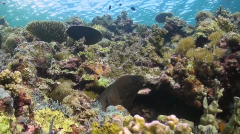 Moray Eel on a coral reef Stock Footage 51591423