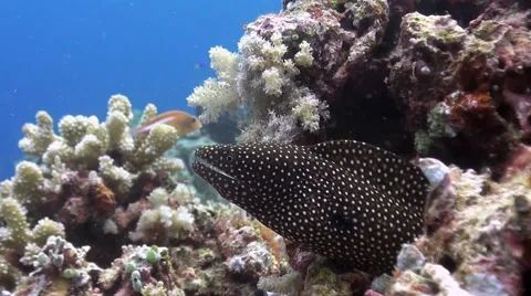 Moray Eel on a coral reef Stock Footage 51592667