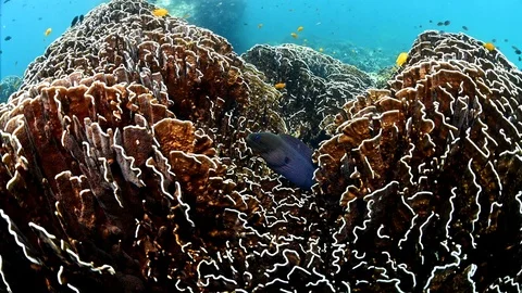 Moray Eel in coral reef in Myanmar sea. Stock Footage 105455745