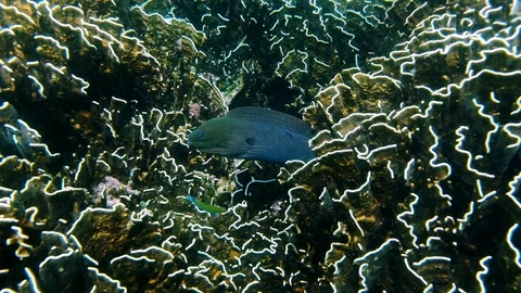 Moray Eel in coral reef in Myanmar sea. Stock Footage 105993056