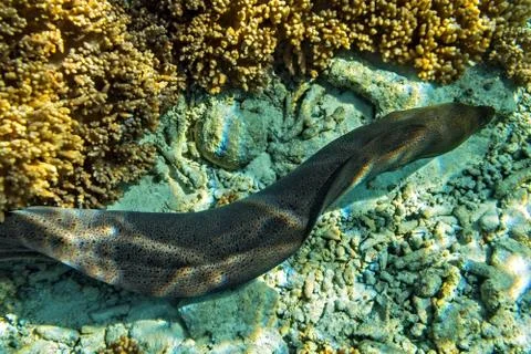 Moray eel is on coral reef Foto stock