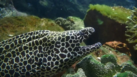 Moray eel in coral reef. Shoot in aquarium. Stockbeeldmateriaal 73799076