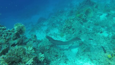 Moray eel in the coral reef, slow motion Stock Footage 111667690