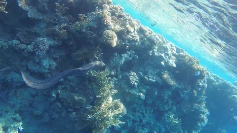 Moray eel in the coral reef, slow motion Stock Footage 112284461