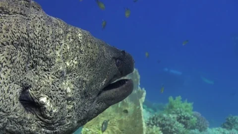 Moray eel in corals on blue background of sandy bottom of landscape in Red sea. Stock Footage