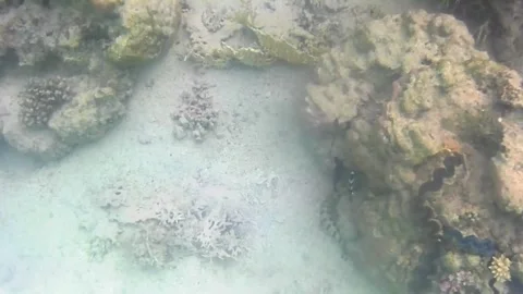 Moray Eel Crawling Over Coral Reef in the Red Sea Stock Footage 340060263