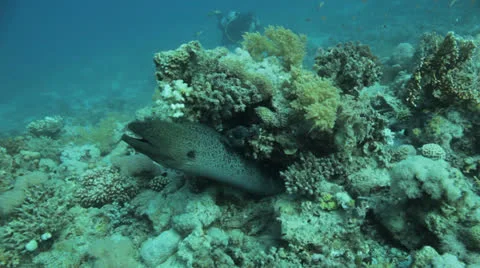 Moray eel with divers in the background Stock Footage 22705470