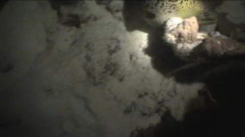 Moray eel eating  Stock Footage 313854